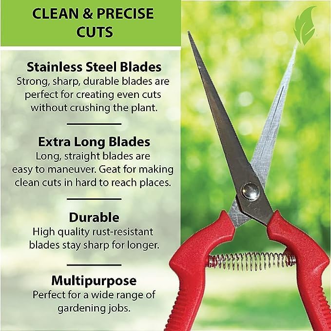 GARDEN GURU Straight Stainless Steel Pruner Pruning Shears Clippers Snips – Sharp Bonsai Cutter Plant Trimming Scissors – Straight Blade – Great for Roses Flowers Herbs Fruits - 1 Case (50 Pcs)