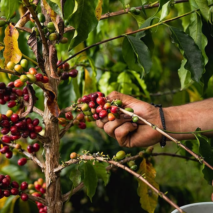 Blue Horse 100% Kona Coffee Peaberry, Medium Roast, Arabica Whole Beans, 12 oz Bag, Farm Fresh, Authentic Hawaiian Coffee from the Big Island